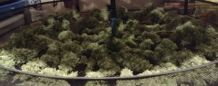 Super Sour Diesel