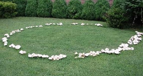 Fairy_ring I