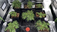 Multi strain update