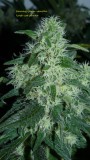 drobes 17 10 21 001