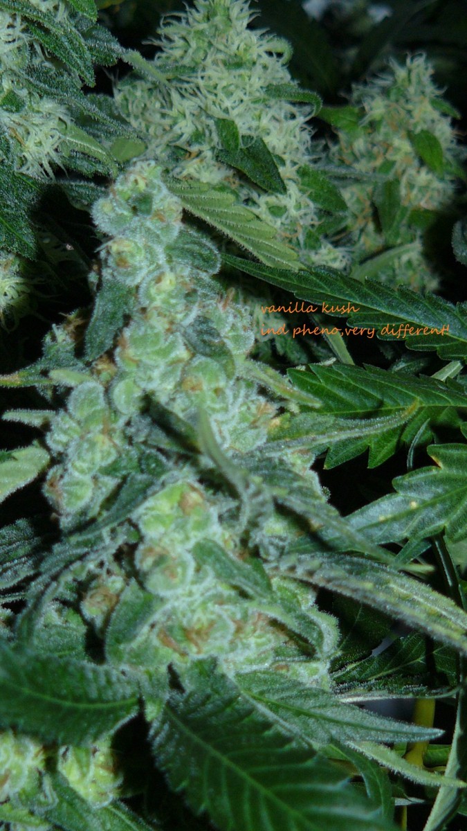 drobes 17 10 21 002