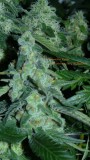 drobes 17 10 21 002