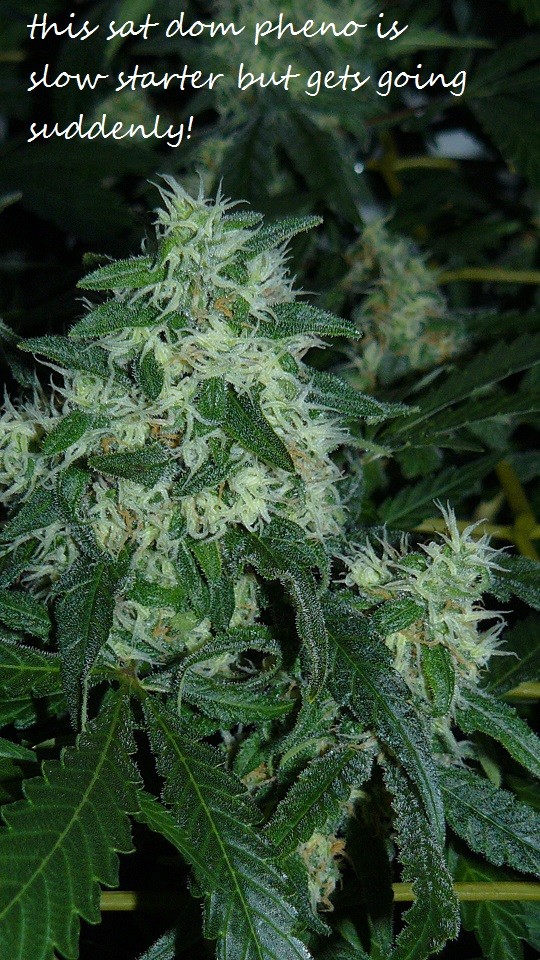 drobes 17 10 21 006