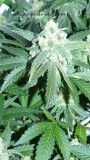 drobes 17 10 21 013