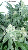 drobes 17 10 21 014