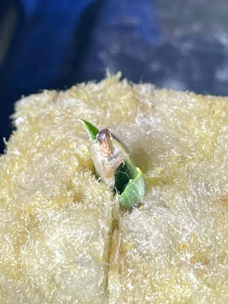 OG Kush 4