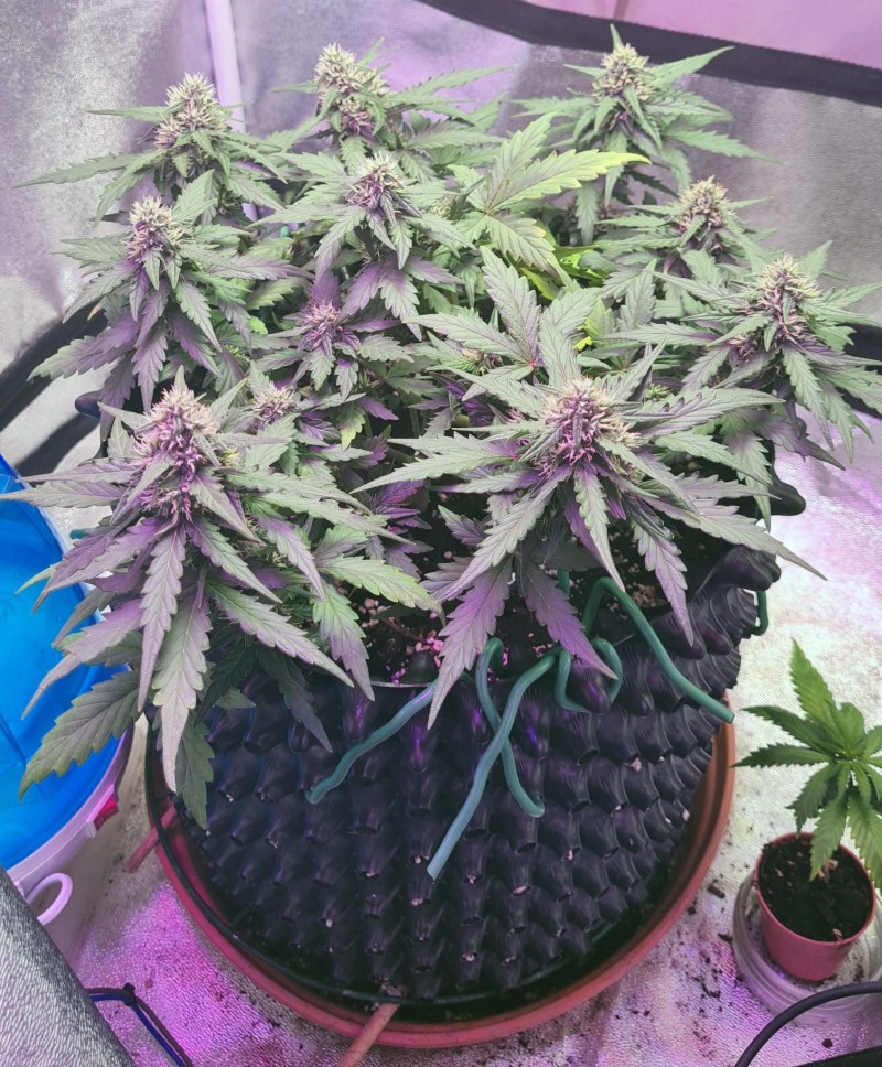 day 40 (1)