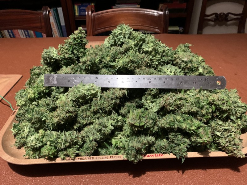 Priscilla on a tray
