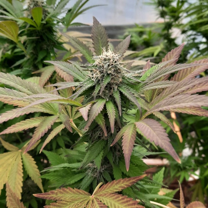 Strawberry Banana