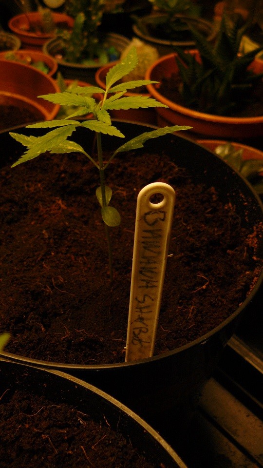 drobes 20 10 21 002