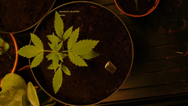 drobes 20 10 21 003