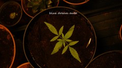 drobes 20 10 21 004