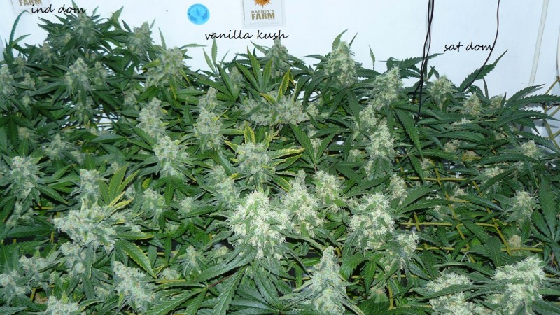 drobes 20 10 21 009
