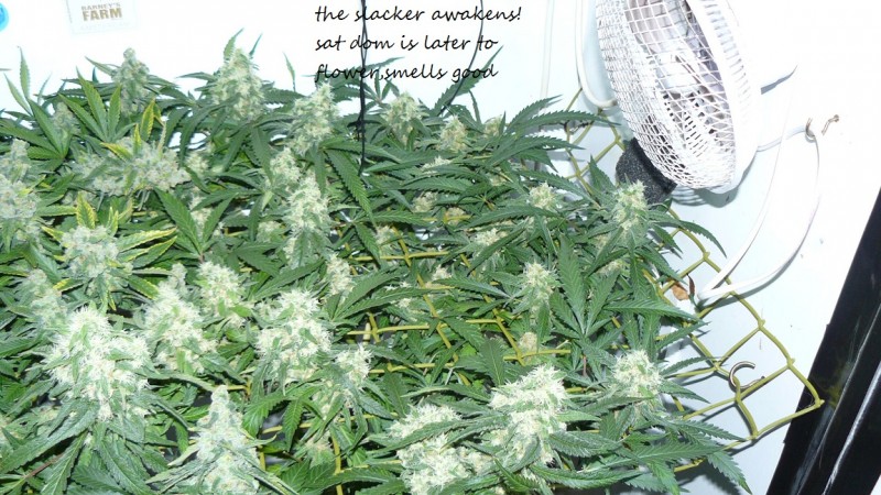 drobes 20 10 21 010