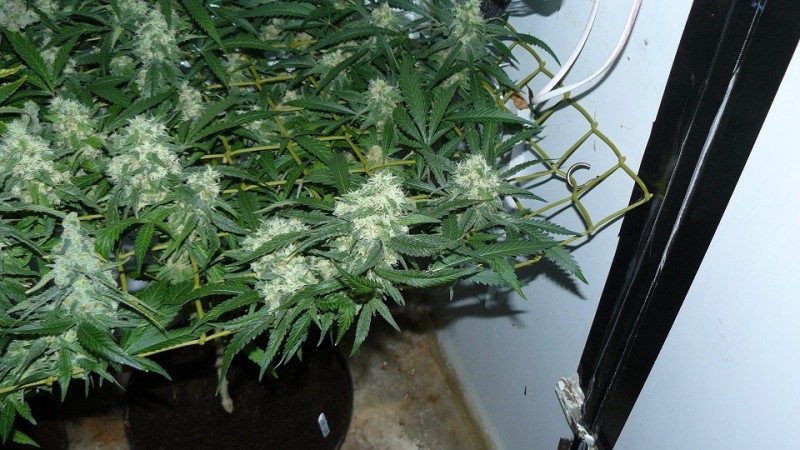 drobes 20 10 21 011