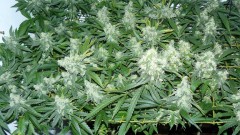 drobes 20 10 21 014