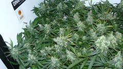 drobes 20 10 21 015
