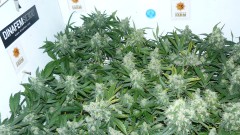 drobes 20 10 21 016