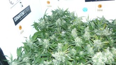 drobes 20 10 21 017