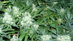 drobes 20 10 21 020