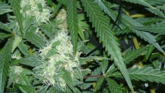 drobes 20 10 21 021