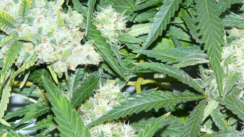 drobes 20 10 21 022