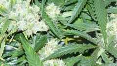 drobes 20 10 21 022