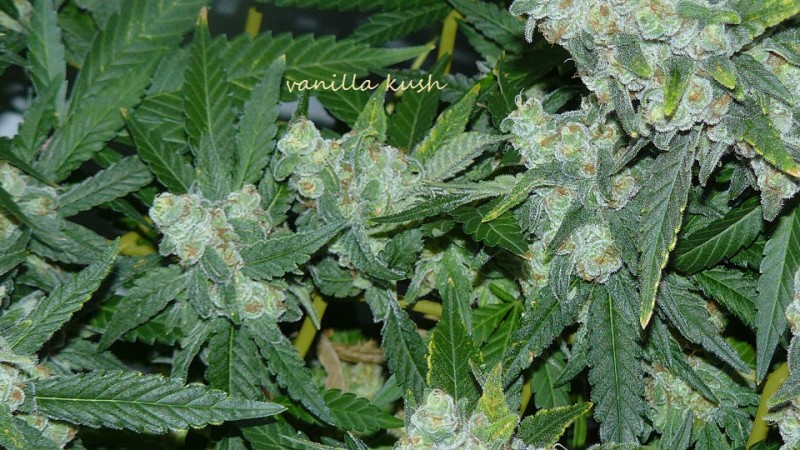 drobes 20 10 21 026