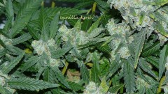 drobes 20 10 21 026