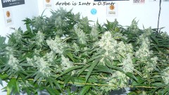 drobes 20 10 21 034