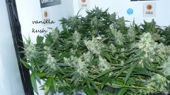 drobes 20 10 21 035