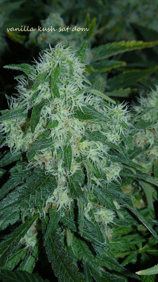 drobes 20 10 21 043