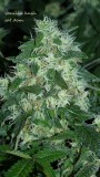 drobes 20 10 21 044