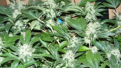 drobes 20 10 21 060