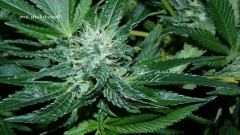 drobes 20 10 21 070