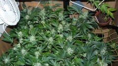 drobes 20 10 21 071