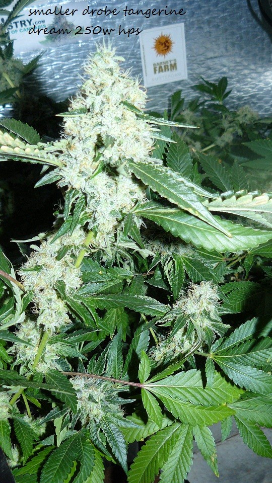 drobes 20 10 21 074