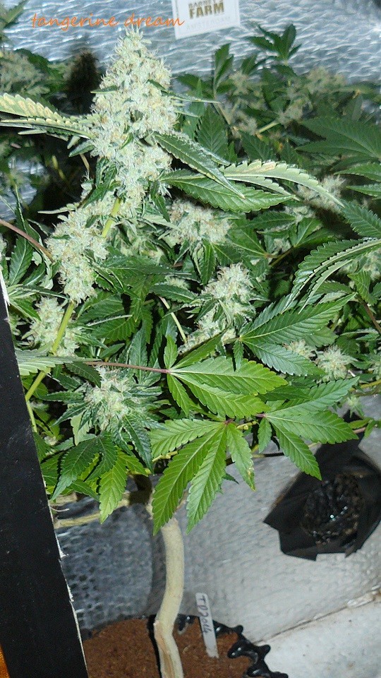 drobes 20 10 21 075