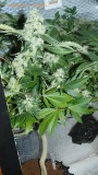 drobes 20 10 21 075