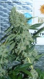 drobes 20 10 21 079