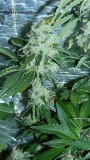 drobes 20 10 21 080