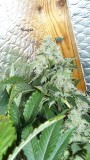 drobes 20 10 21 084