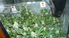 drobes 20 10 21 085