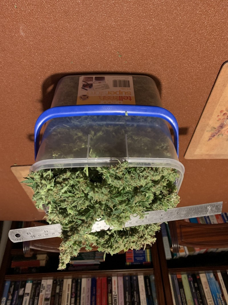 Vangy in a tub
