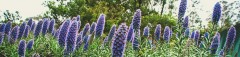pride-of-madeira