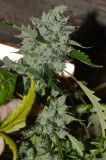 OG Kush 61 days fl 13.10 (14)
