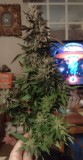 Sundae Driver