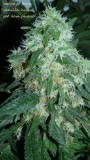drobes 25 10 21 005