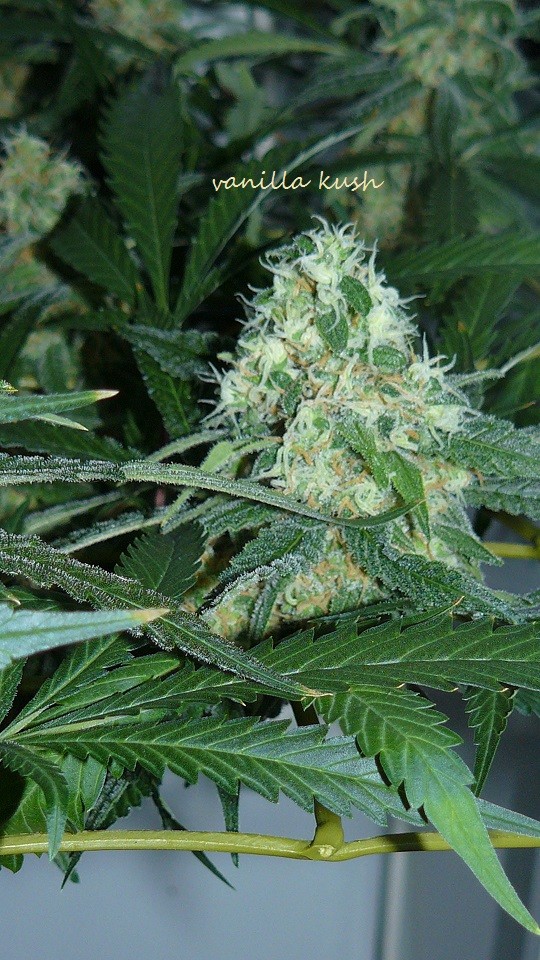 drobes 25 10 21 007