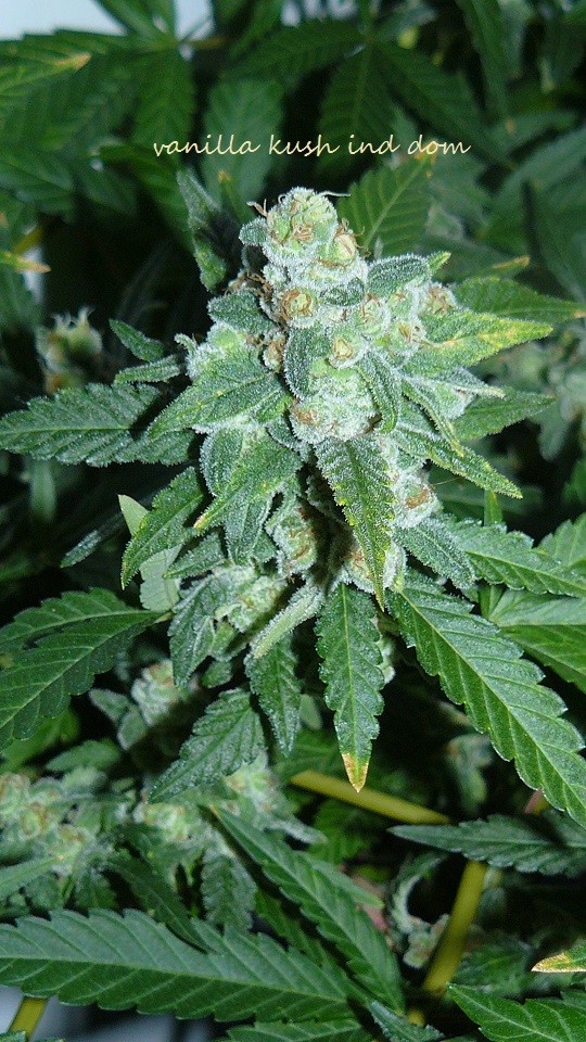 drobes 25 10 21 016